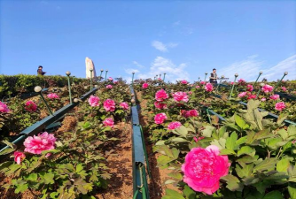 家庭养花用生根粉