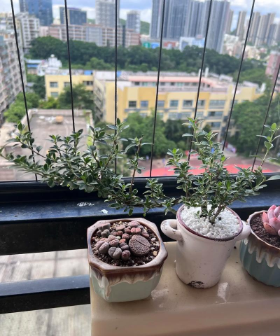 家庭养花用生根粉