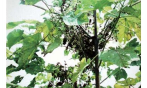 泡桐腐烂病症状及防治方法 泡桐腐烂病症状及防治方法