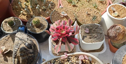 家庭养花用生根粉