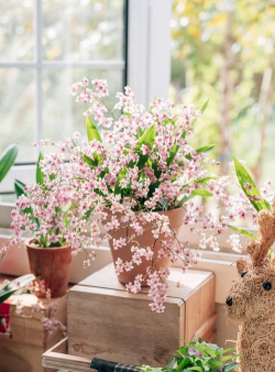 家庭养花用生根粉