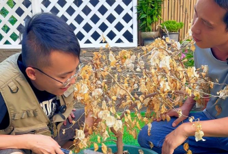 家庭养花用生根粉