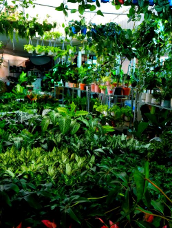 家庭养花用生根粉