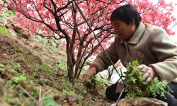 家庭养花用生根粉