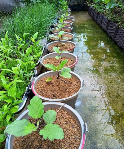 家庭养花用生根粉