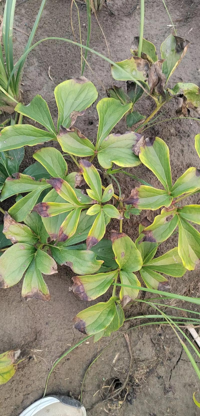 芍药环斑花叶病防治方法 芍药环斑花叶病防治方法