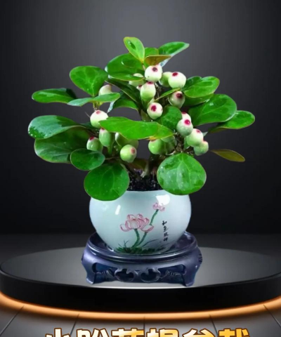 家庭养花用生根粉