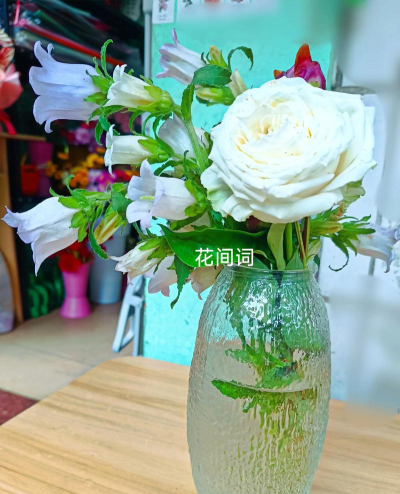 风铃玫瑰怎么养