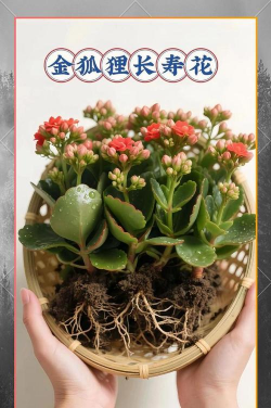 家庭养花用生根粉