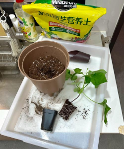 家庭养花用生根粉