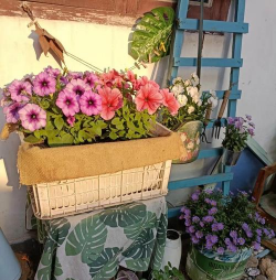 家庭养花用生根粉