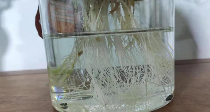 家庭养花用生根粉