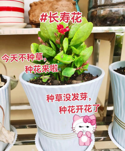 家庭养花用生根粉