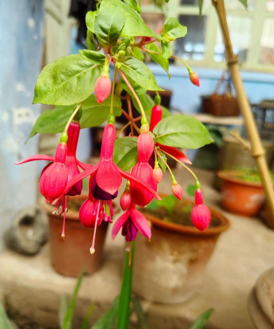 家庭养花用生根粉