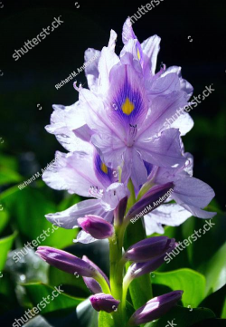 马尼拉水养花卉