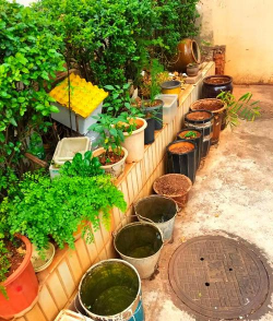 家庭养花用生根粉