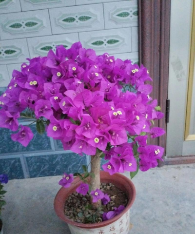 家庭养花用生根粉