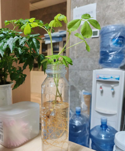 家庭养花用生根粉