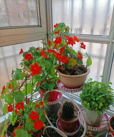 家庭养花用生根粉