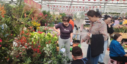 家庭养花用生根粉