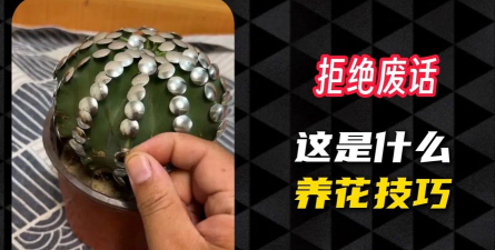 家庭养花用生根粉