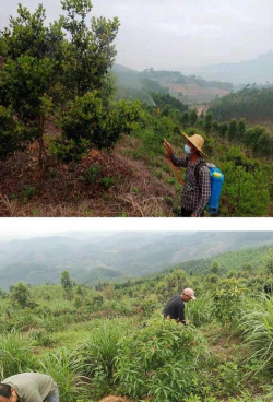 家庭养花用生根粉