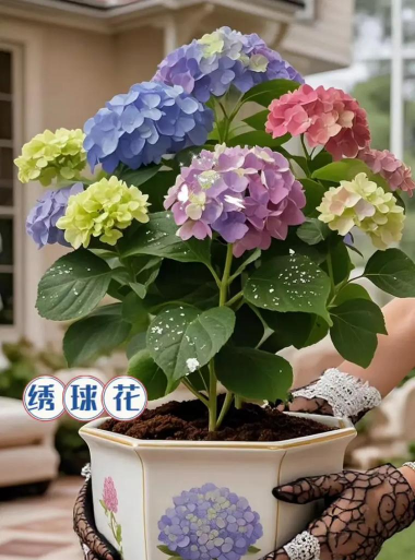 家庭养花用生根粉