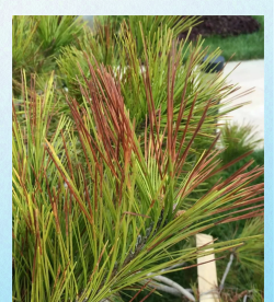 油松松针锈病的防治