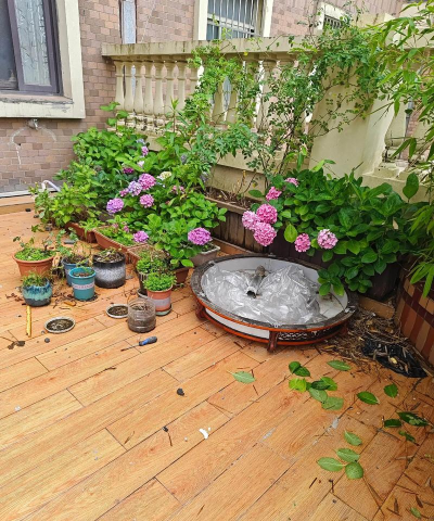 家庭养花用生根粉