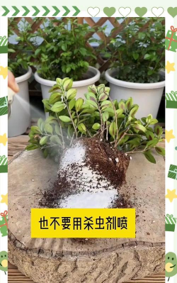 家庭养花用生根粉