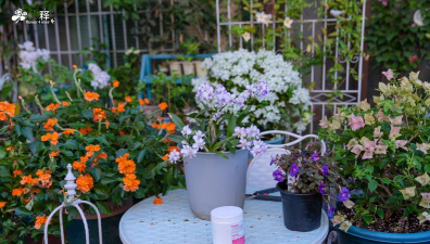 家庭养花用生根粉