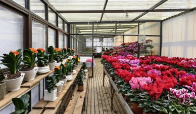 家庭养花用生根粉