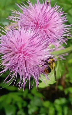 菜蓟花什么色调
