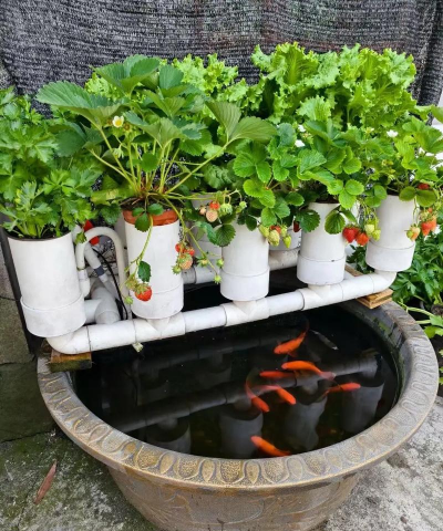 庭院种菜养花养鱼