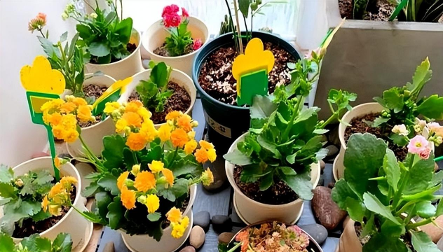 家庭养花用生根粉