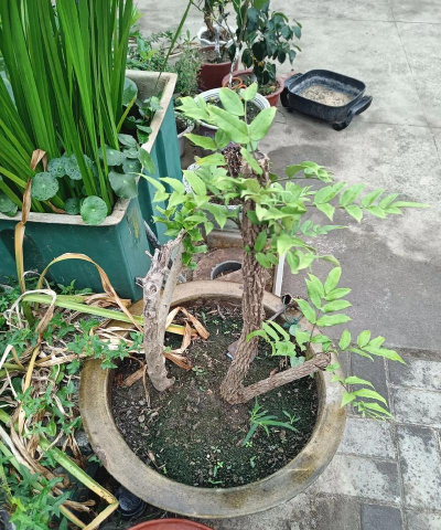 家庭养花用生根粉