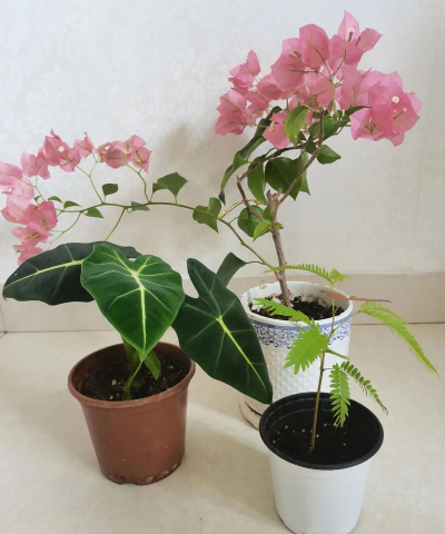 家庭养花用生根粉