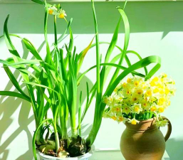 家庭养花用生根粉