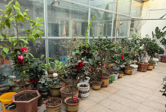 家庭养花用生根粉