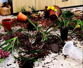 家庭养花用生根粉