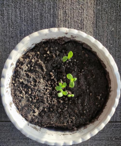 家庭养花用生根粉