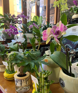 家庭养花用生根粉