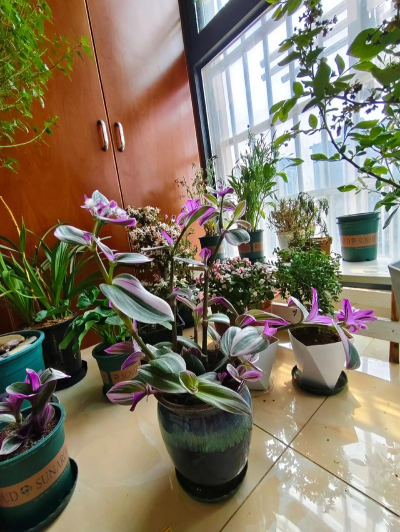 家庭养花用生根粉