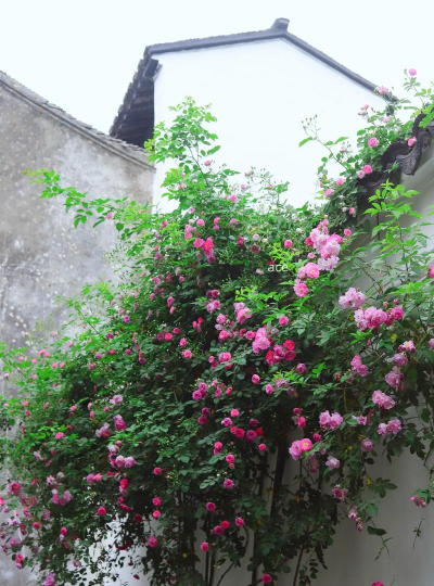 小院养花蔷薇好吗