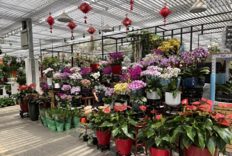 家庭养花用生根粉