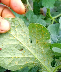 养花西瓜虫杀虫