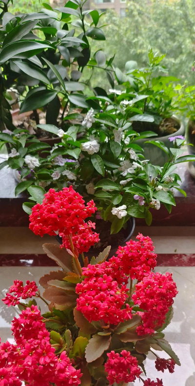 家庭养花用生根粉