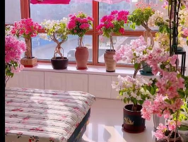 家庭养花用生根粉