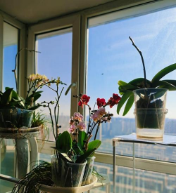 家庭养花用生根粉