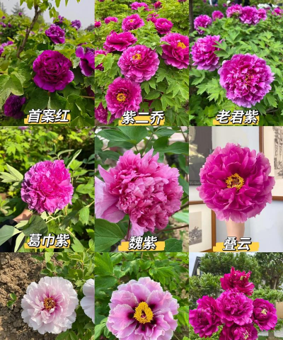 高贵牡丹是什么花